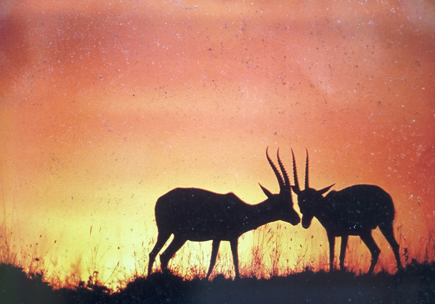 mara-sunset-gazelle.jpg